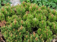 Pinus mugo 'Mini Mops' -- Berkiefer 'Mini Mops'